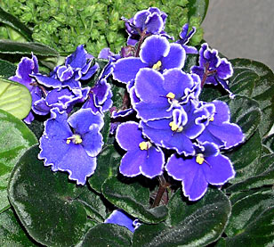 راهنمای نگهداری و پرورش گیاهان آپارتمانی - بنفشه آفریقایی